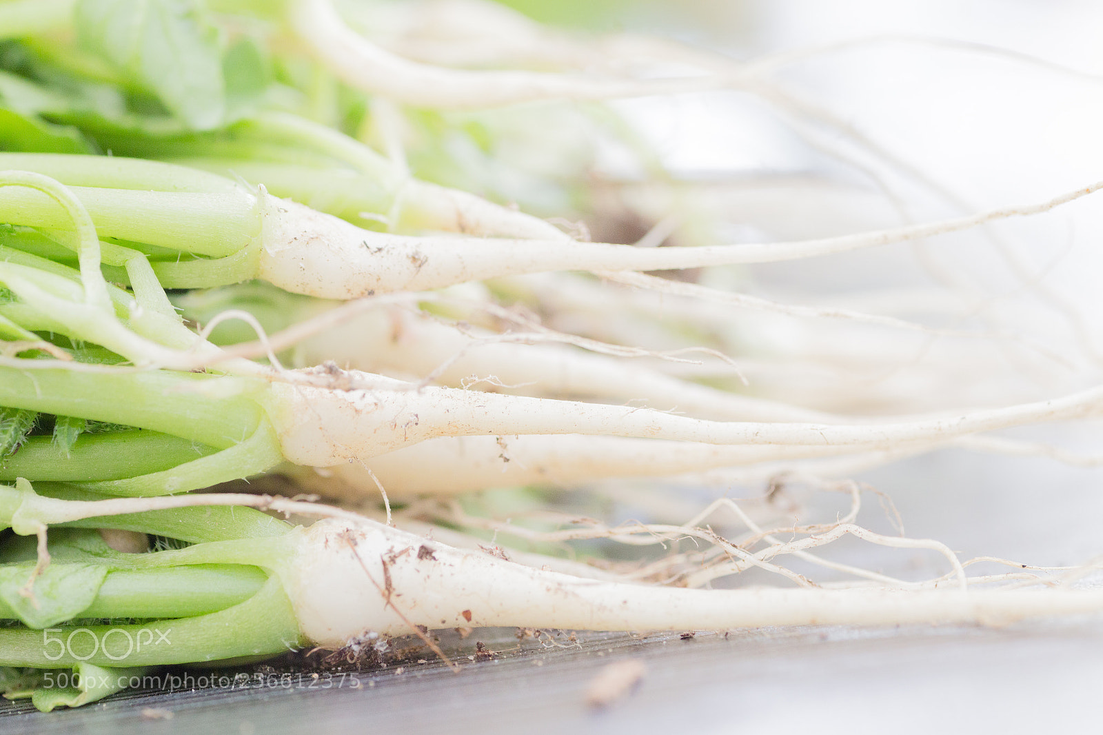 Canon EOS 6D sample photo. Thinned out white radish photography
