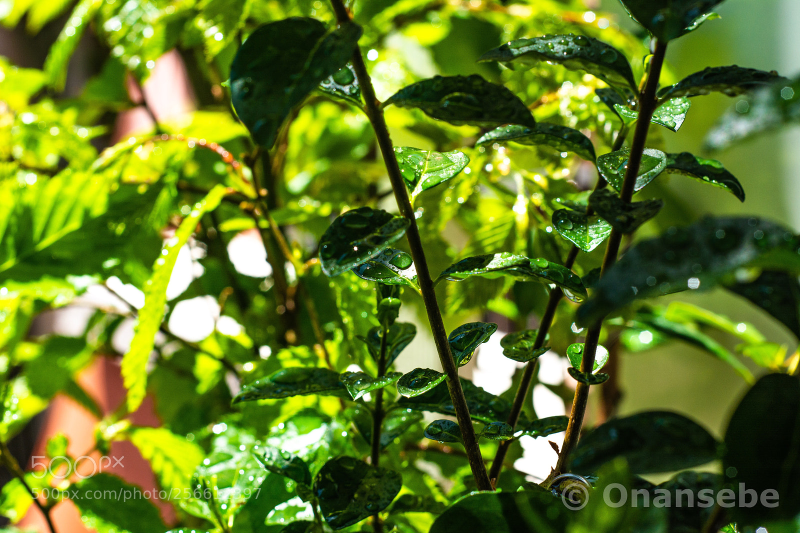 Nikon D5200 sample photo. Selva photography