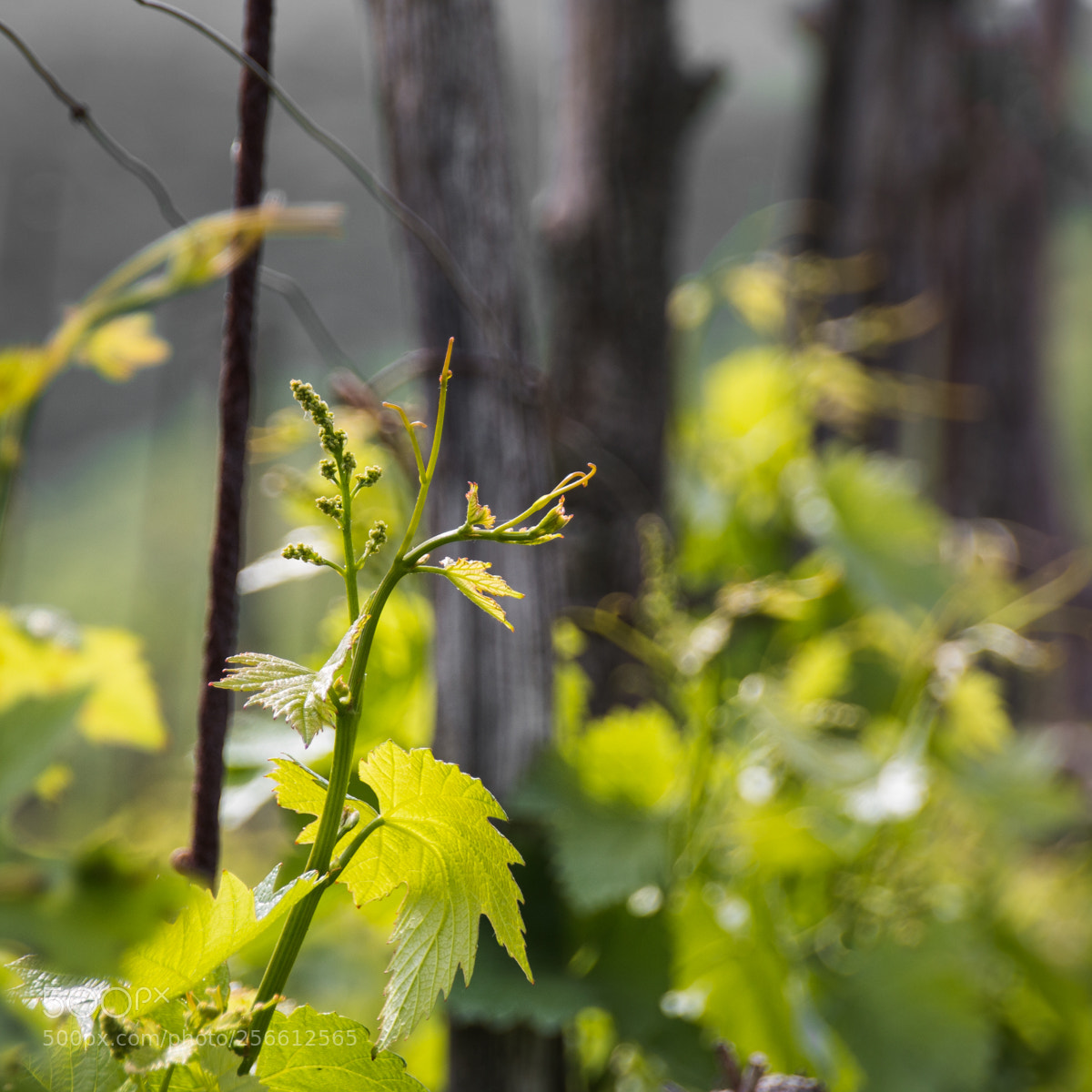 Canon EOS 70D sample photo. Youth grape photography