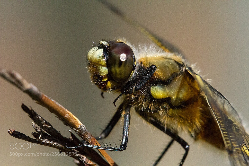 Canon EOS 7D sample photo. Libelle photography