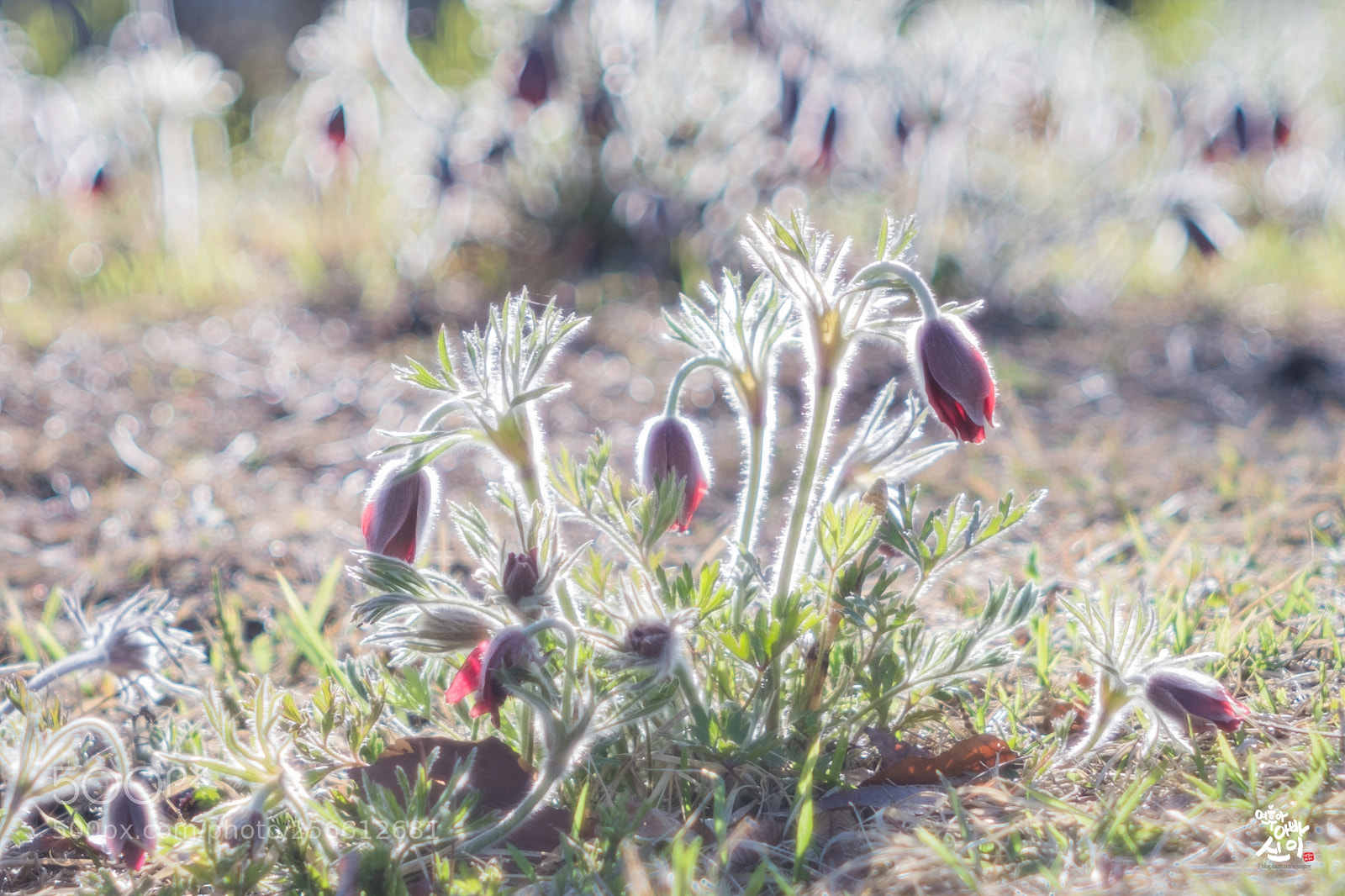 Fujifilm X-T2 sample photo. Korean pasque flower photography