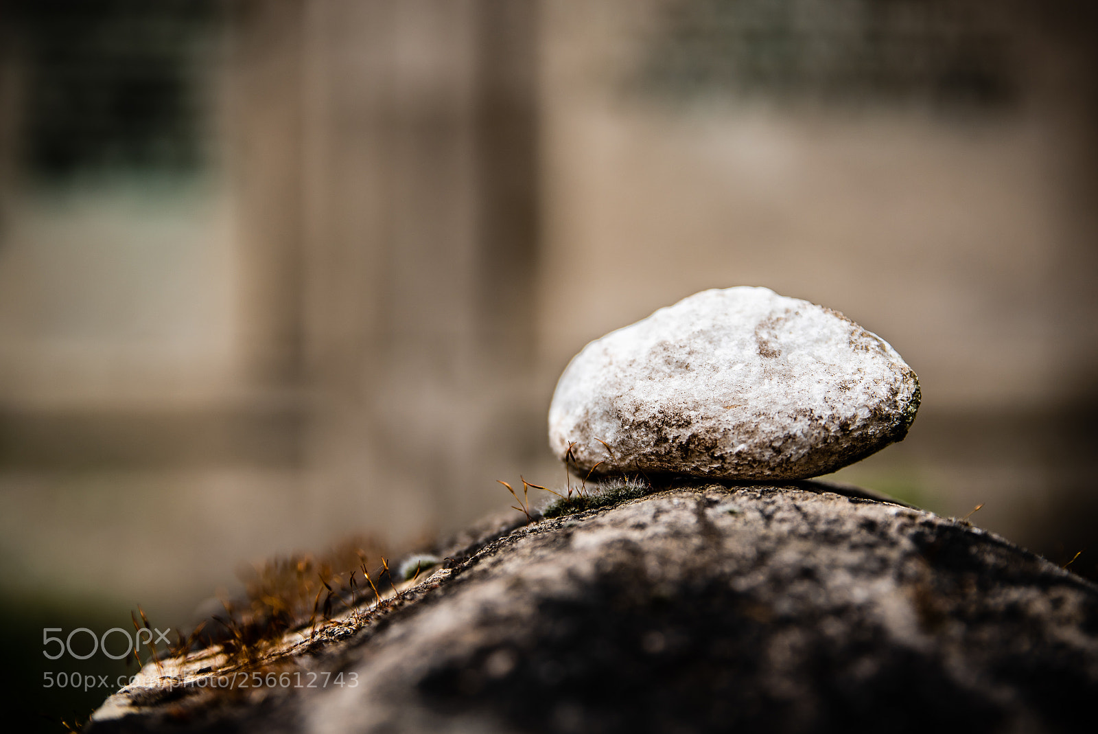 Nikon D750 sample photo. Pebble photography