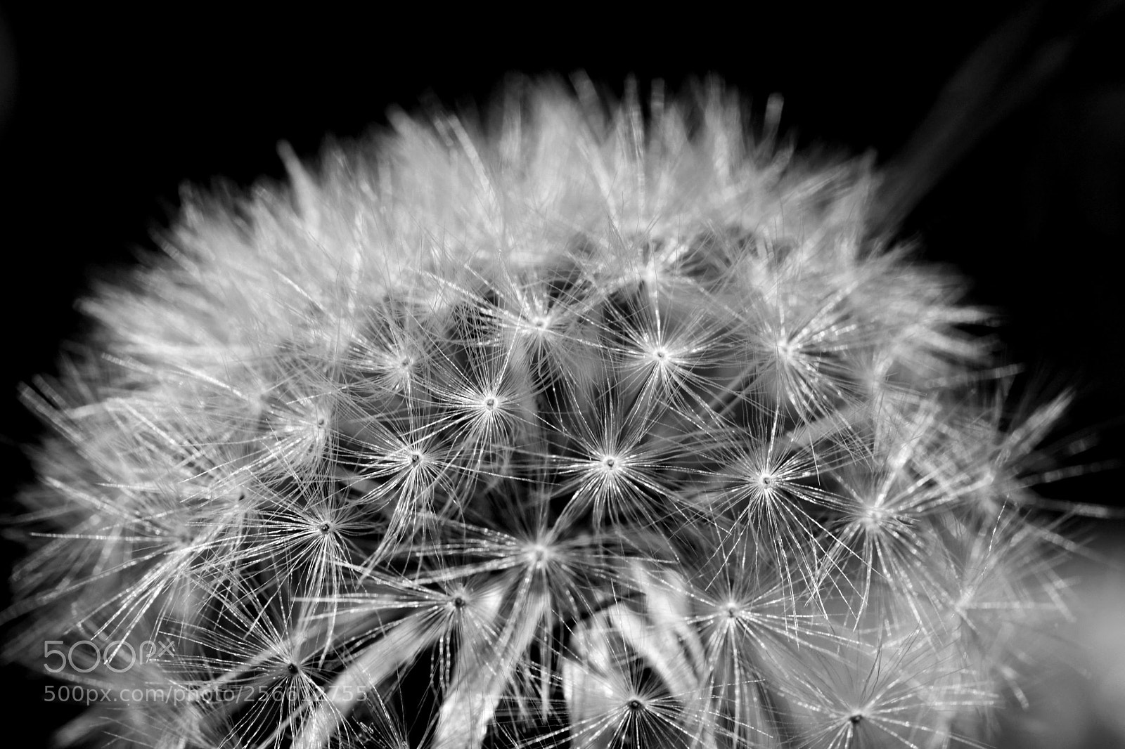 Nikon D7500 sample photo. Blossom photography