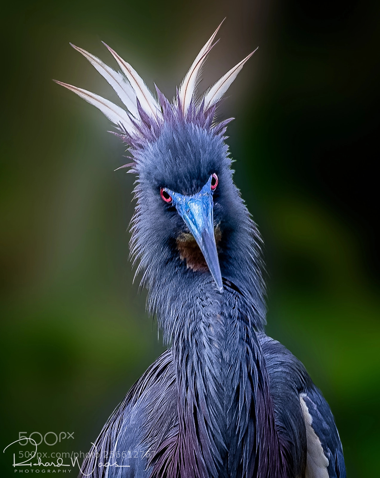 Canon EOS-1D X sample photo. What you looking at? photography