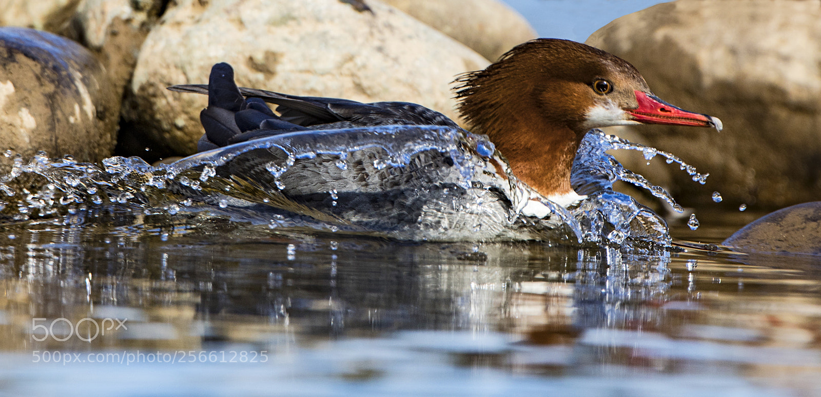 Canon EOS 5D Mark IV sample photo. The splash photography