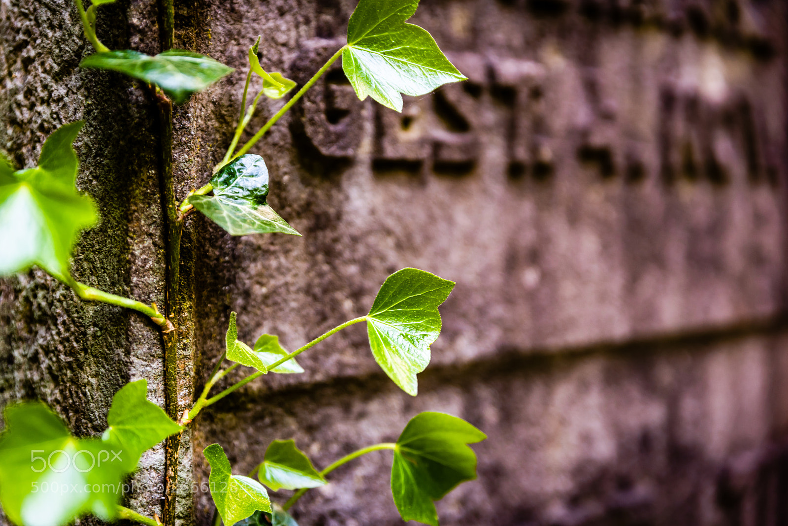 Nikon D750 sample photo. Ivi photography