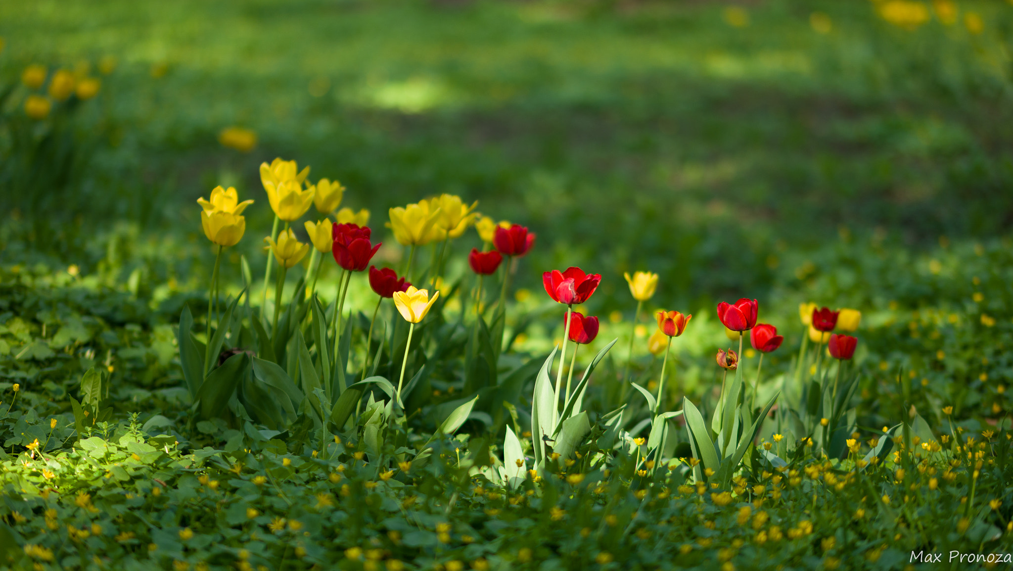 Samsung NX500 sample photo. Tulips photography