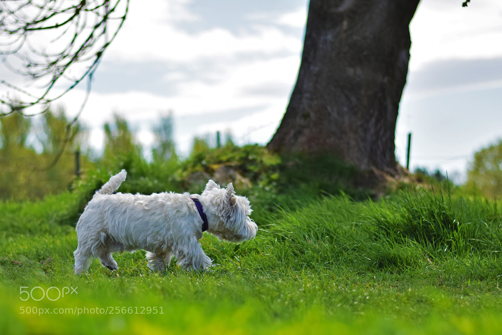 Nikon D5300 sample photo. Prowling again photography