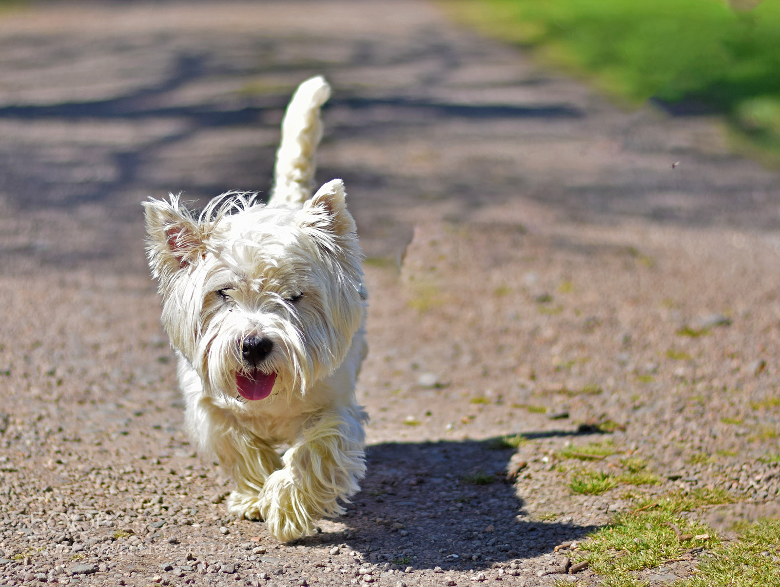 Nikon D5300 sample photo. Tongue out time photography