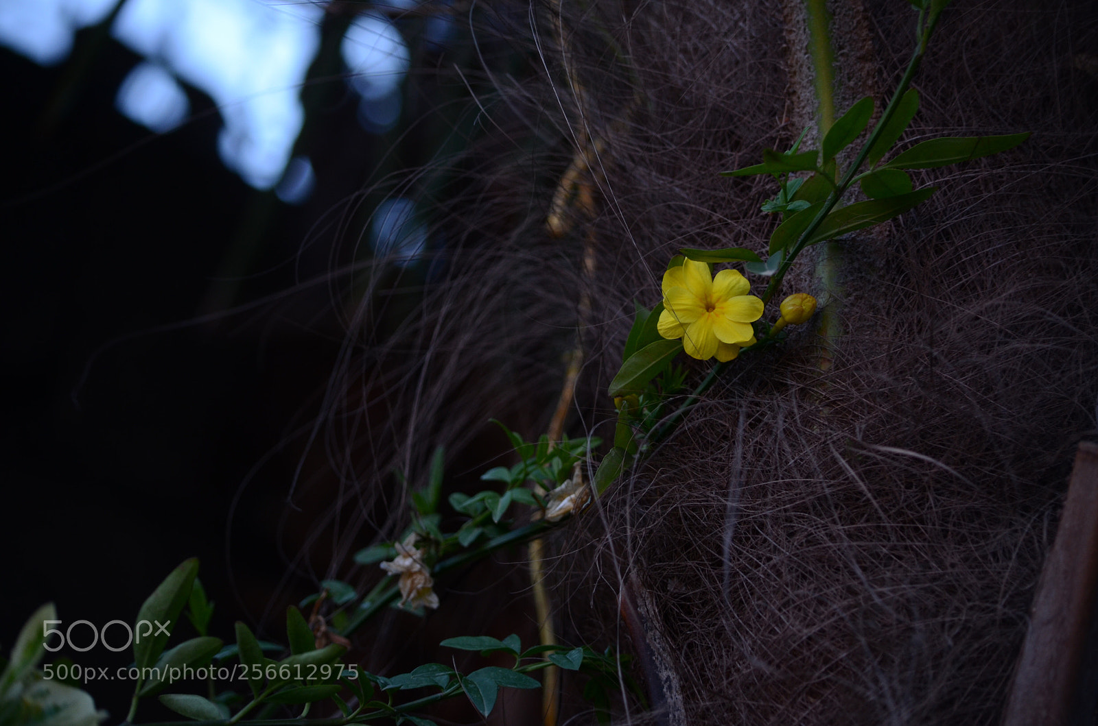 Nikon D7000 sample photo. Untitled photography