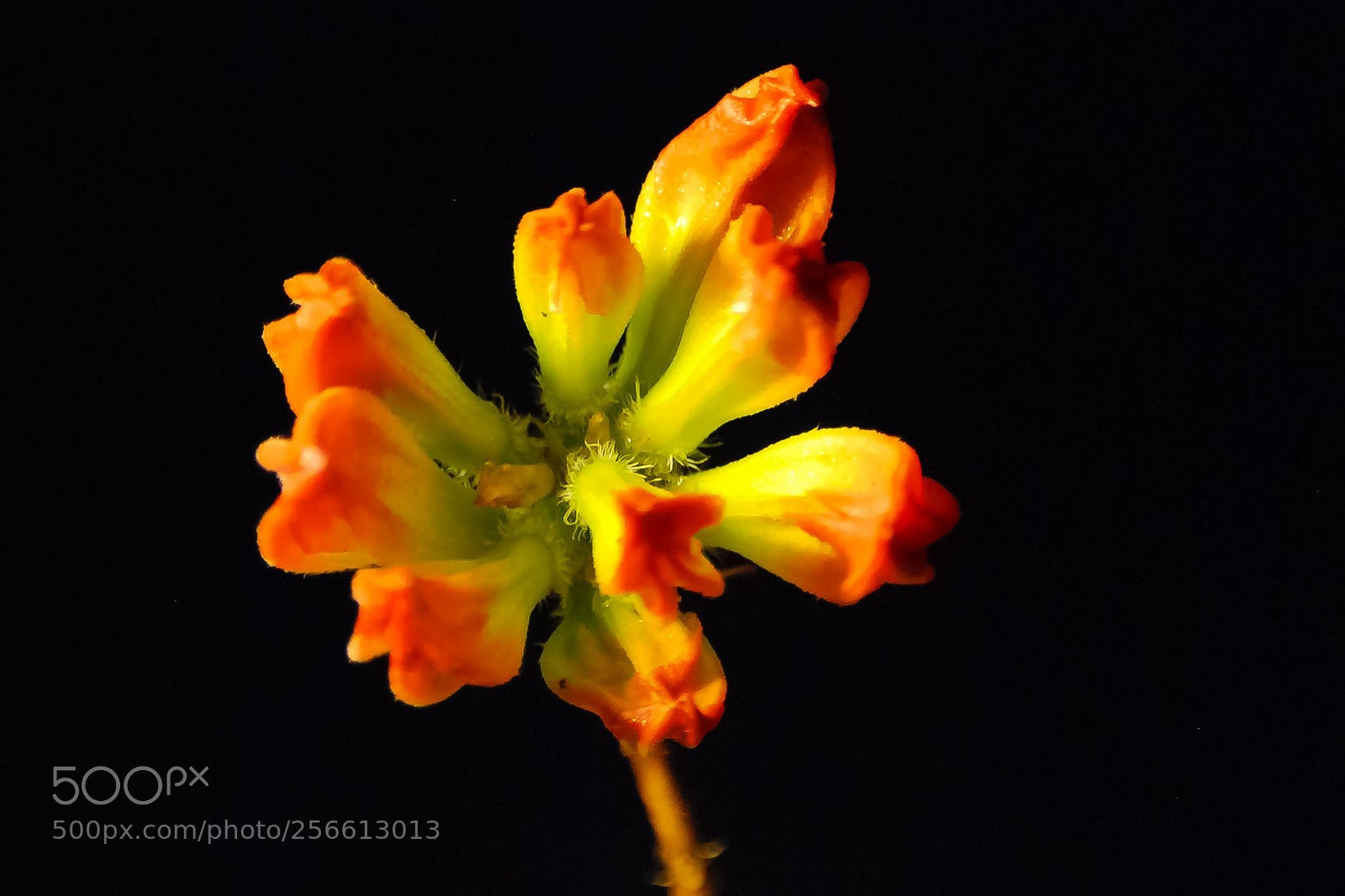 Nikon D80 sample photo. Untitled photography