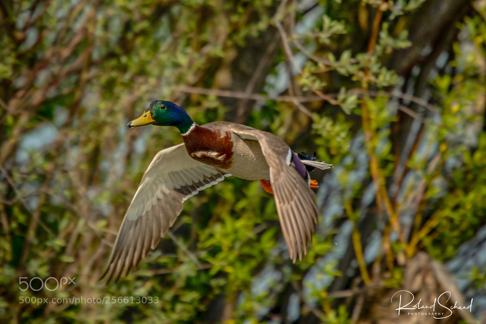 Canon EOS 5D Mark IV sample photo. Flying mallard duck photography