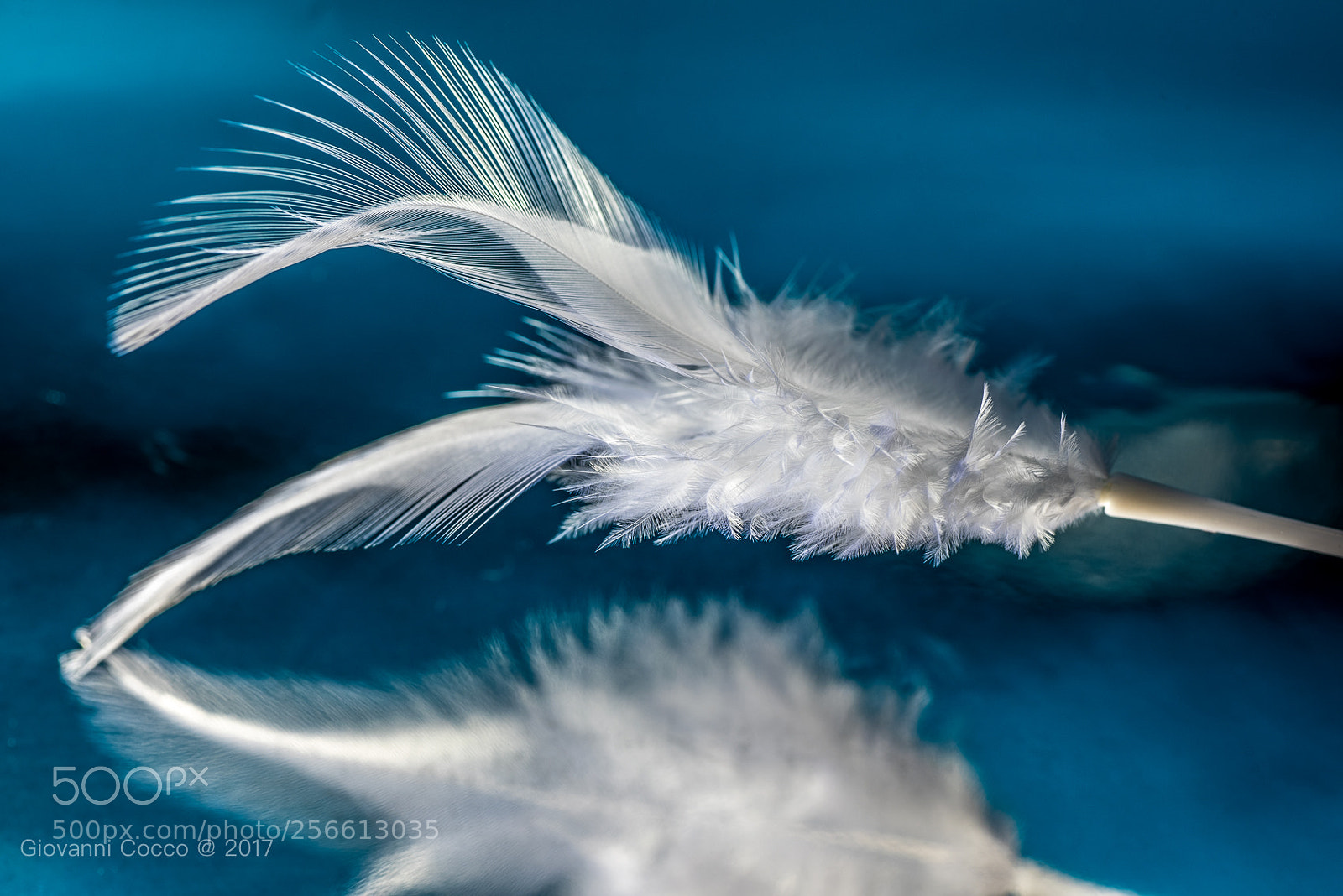 Nikon D810 sample photo. Piuma photography