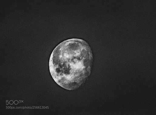 Nikon D750 sample photo. Untitled photography