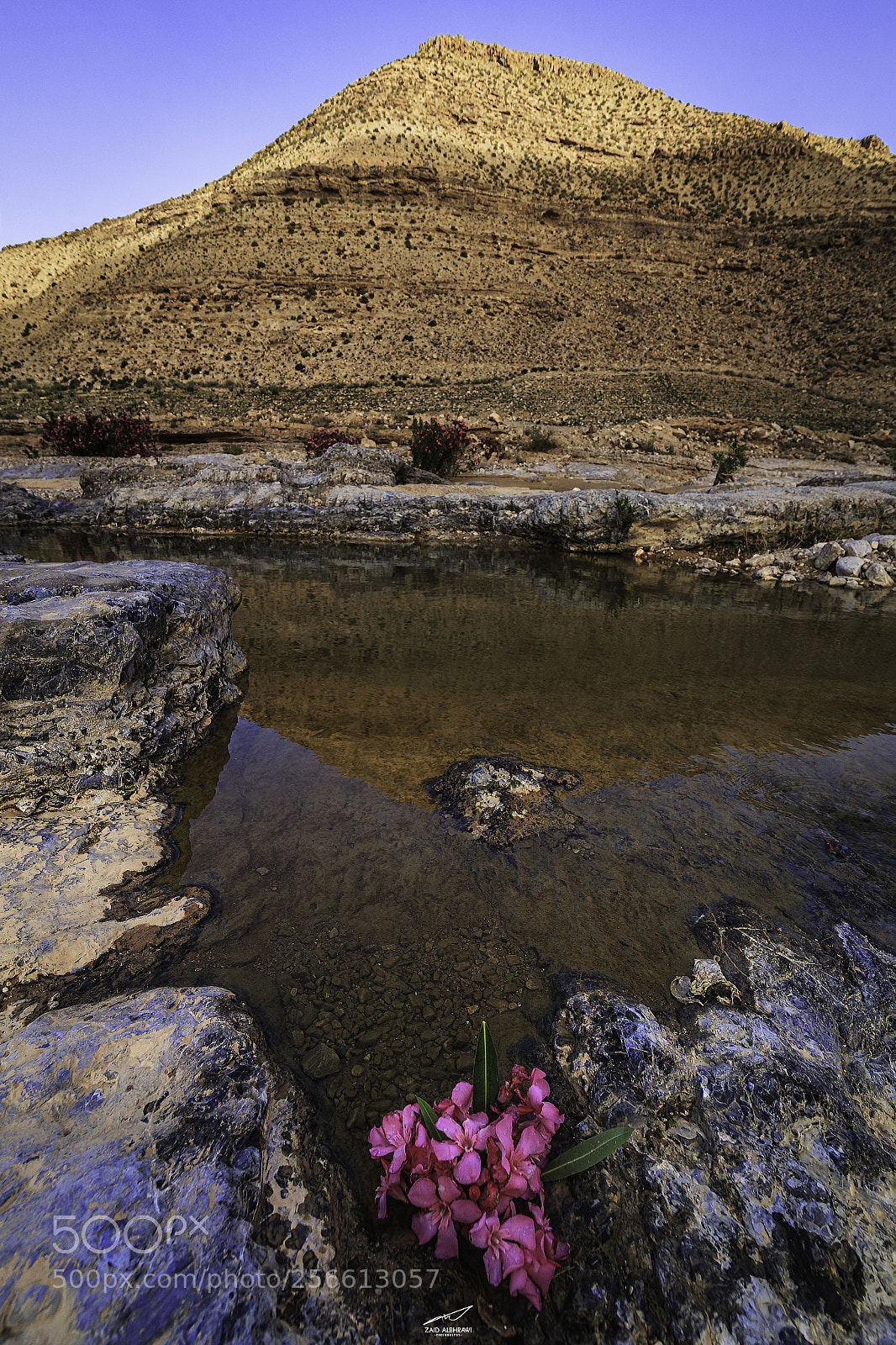 Canon EOS 6D sample photo. Flowers in water photography