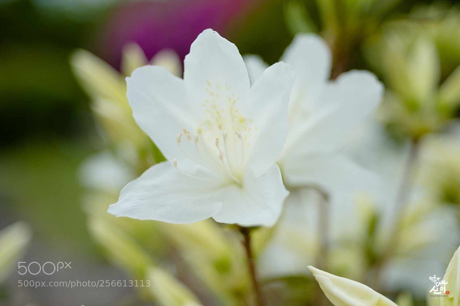 Fujifilm X-T2 sample photo. White azalea photography