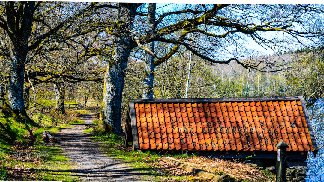 Nikon D5200 sample photo. The oaks and the photography
