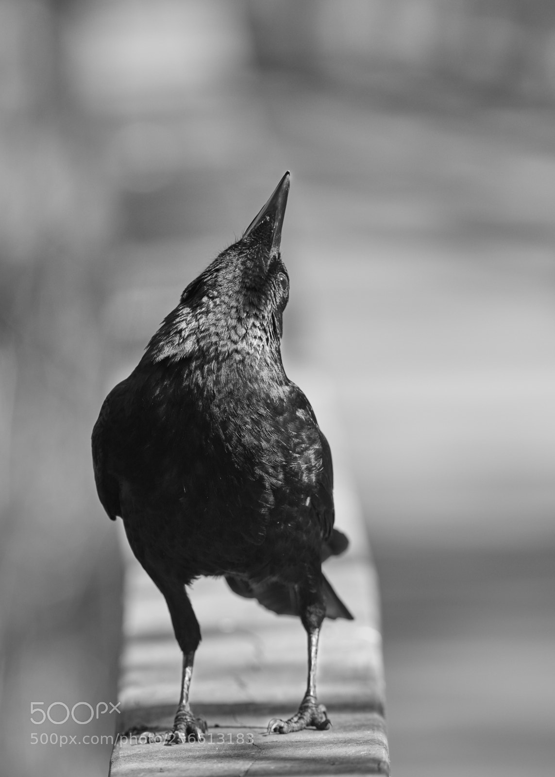 Canon EOS 5D Mark IV sample photo. Jake ii photography