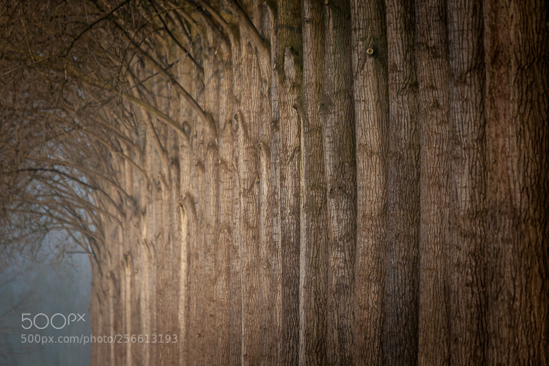 Canon EOS 5D Mark II sample photo. Row of trees photography