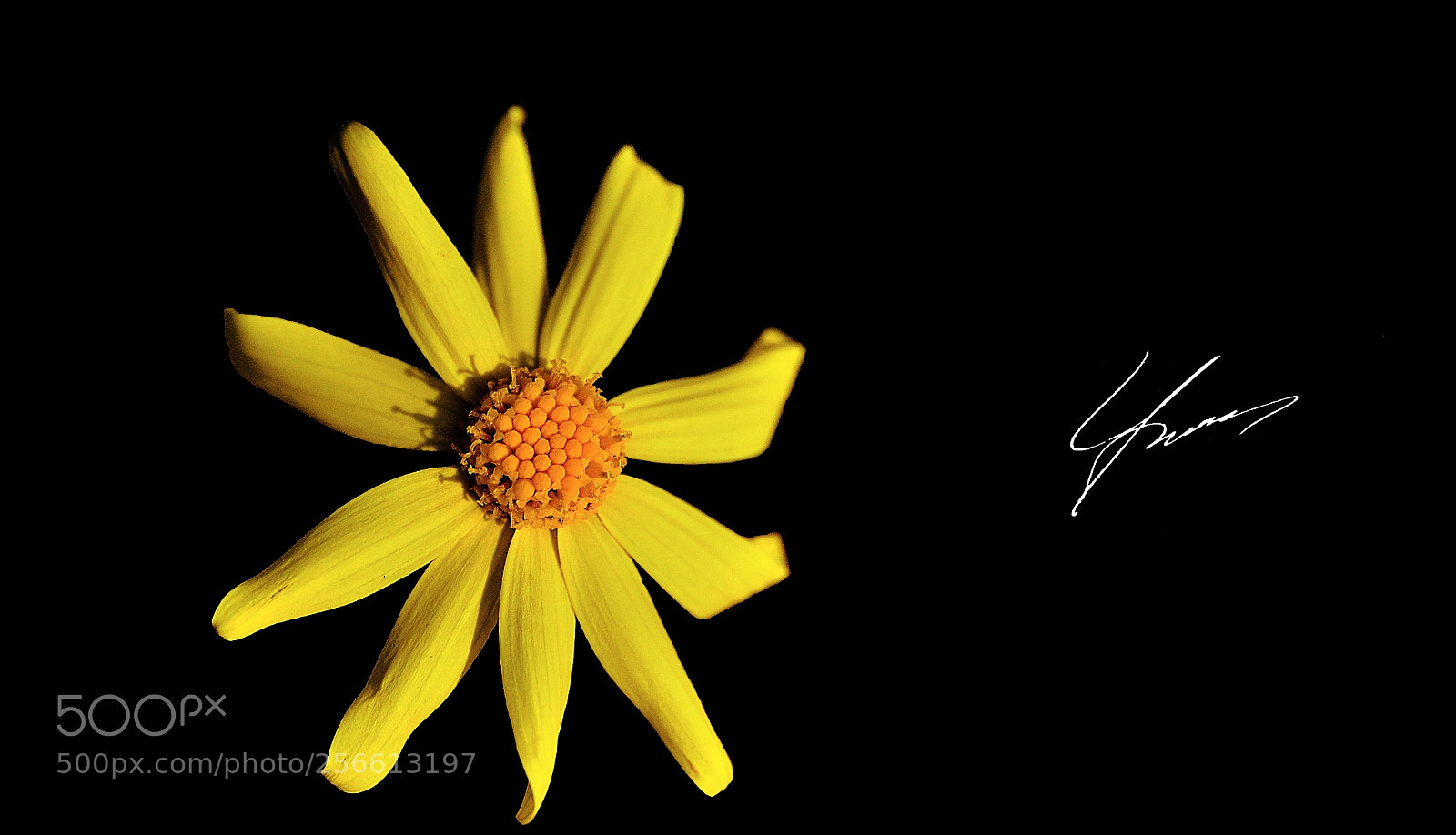 Nikon D7000 sample photo. Love.. photography