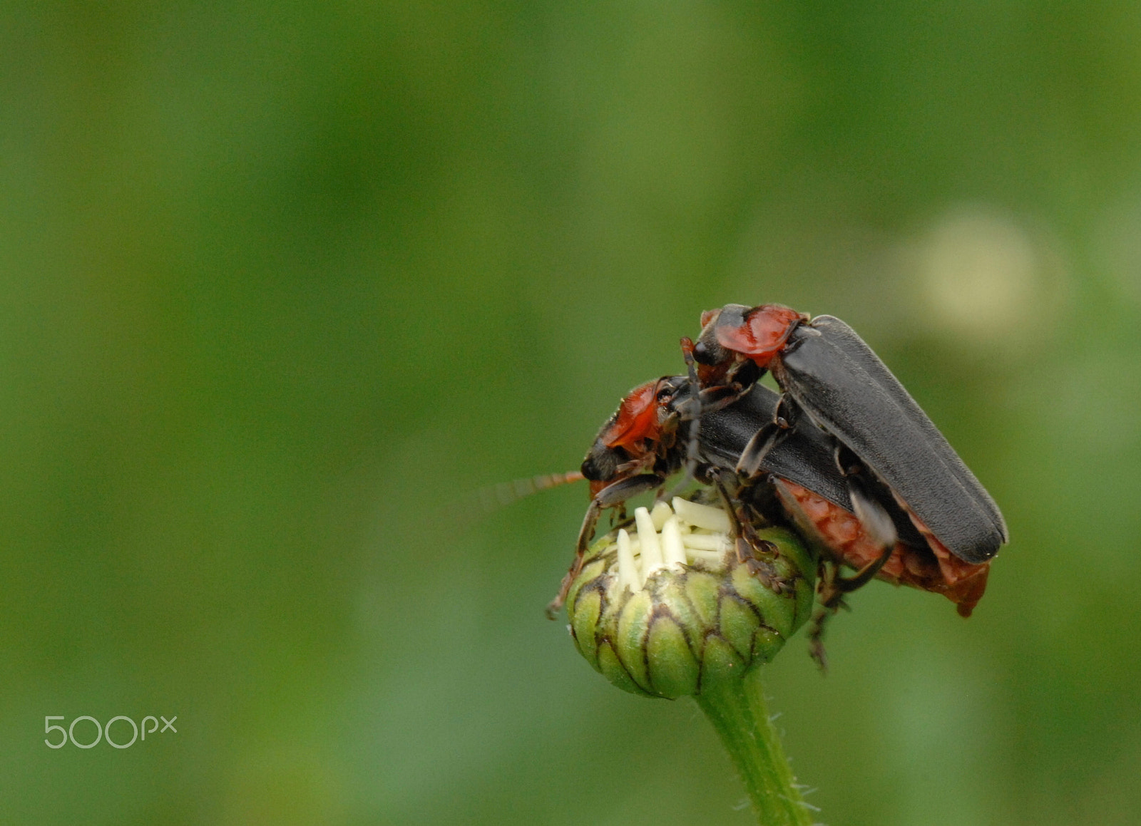 Nikon D2X sample photo. This is nature photography