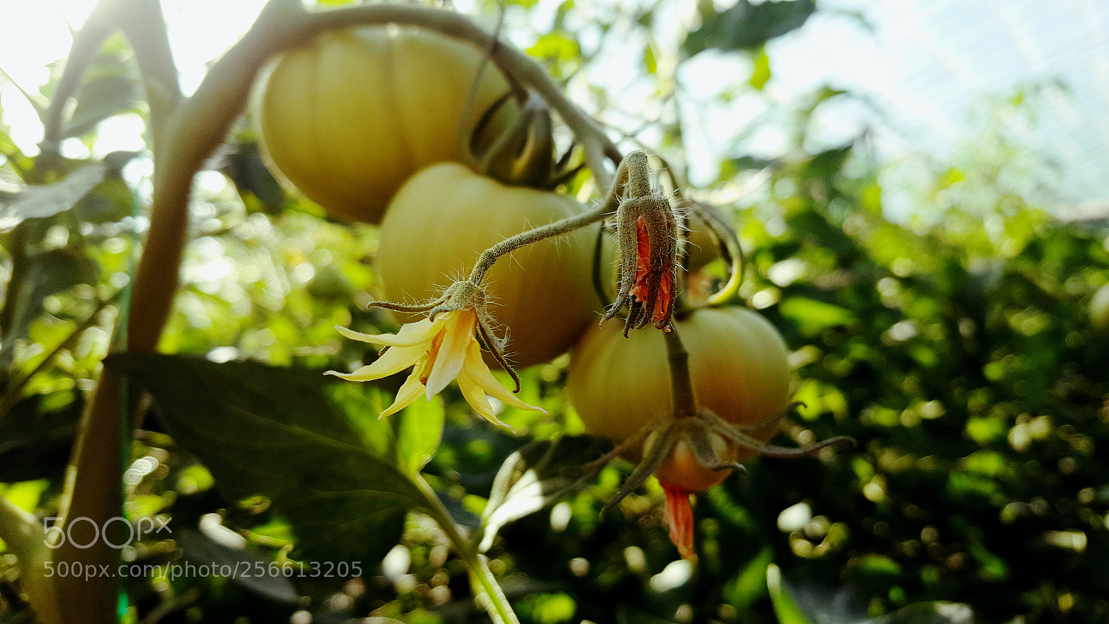Samsung Galaxy Note5 sample photo. Untitled photography