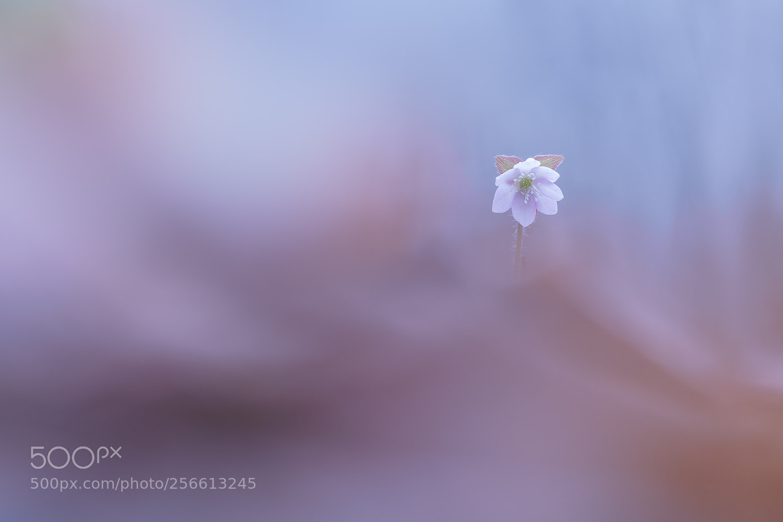 Sony a7R II sample photo. Spring bokeh photography
