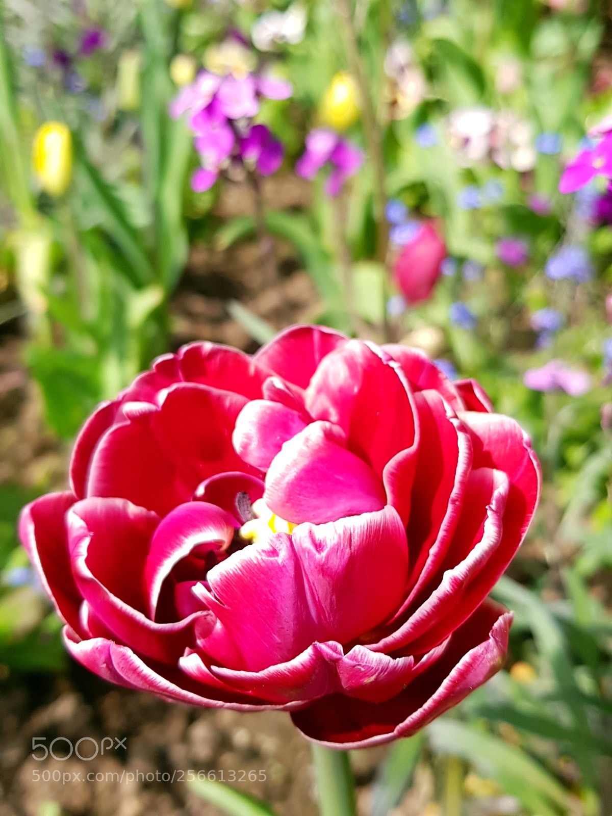 Samsung Galaxy S8 sample photo. Flower photography
