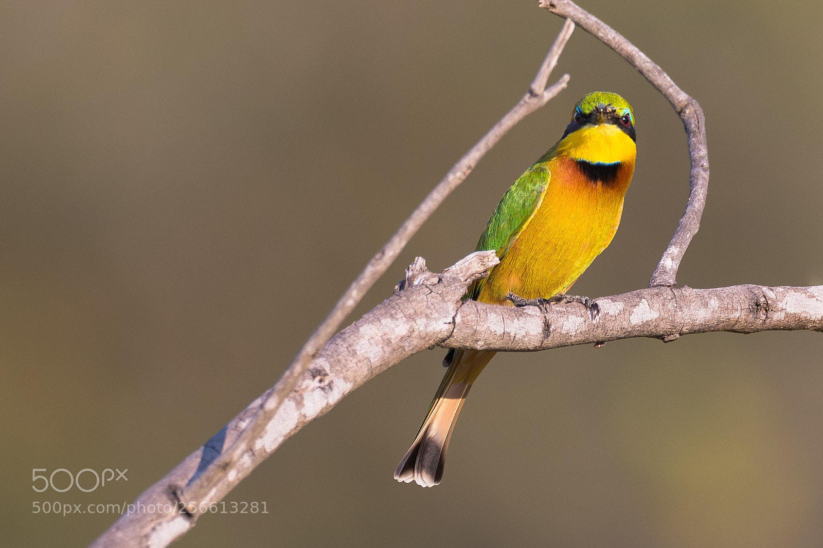 Canon EOS 5D Mark IV sample photo. Branch and frame photography