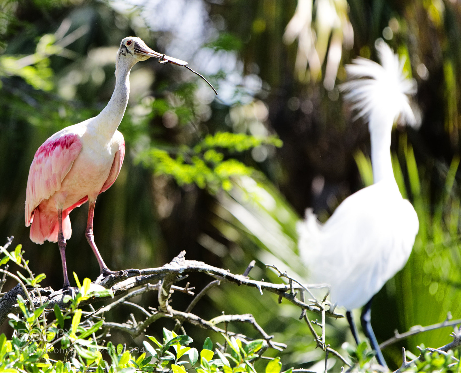Nikon D810 sample photo. Roseatte spoonbill photography