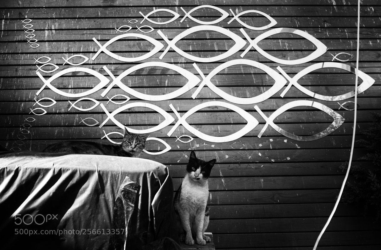 Fujifilm X-T2 sample photo. Cats wise photography