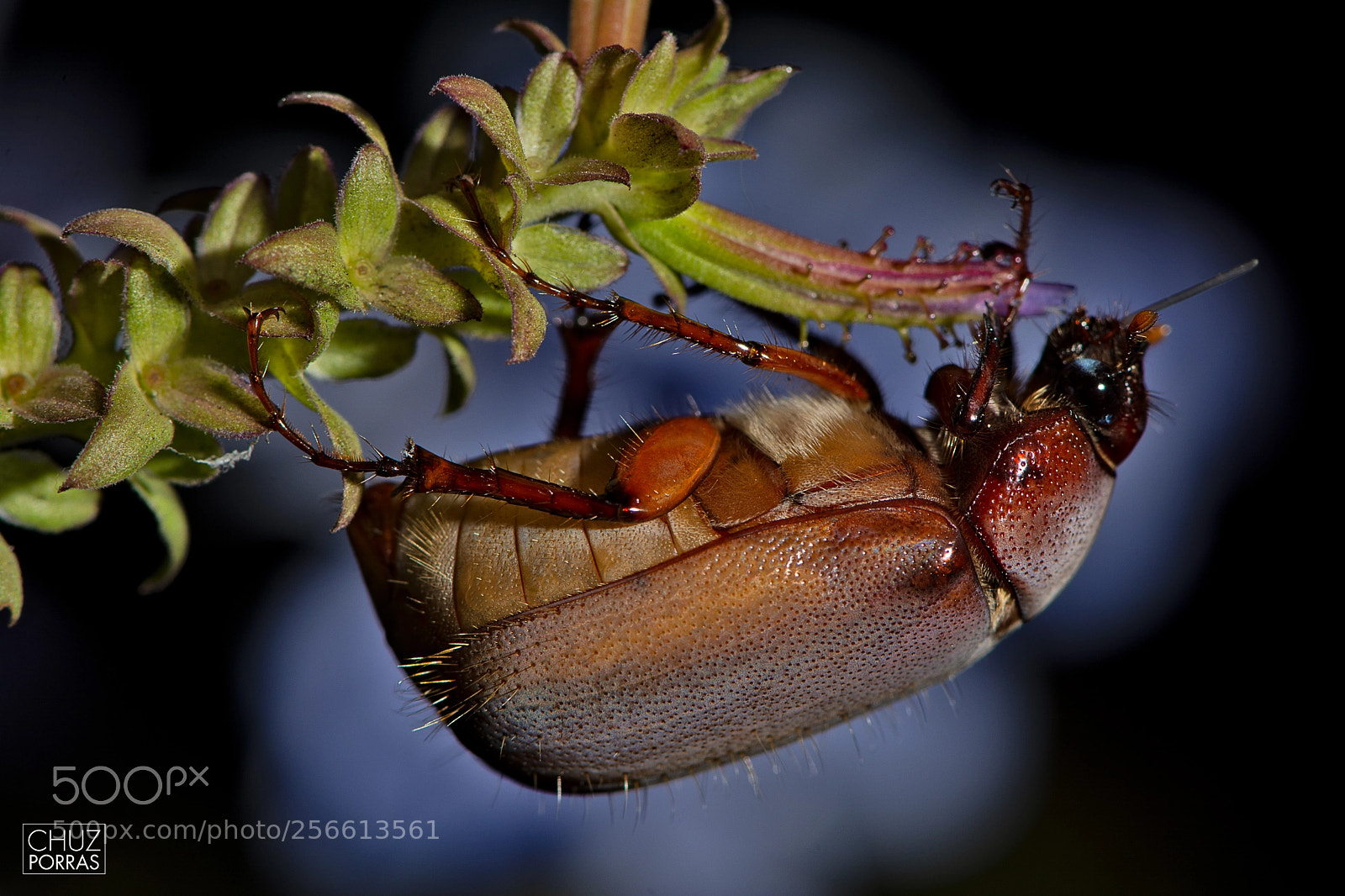 Nikon D7100 sample photo. Beetle photography