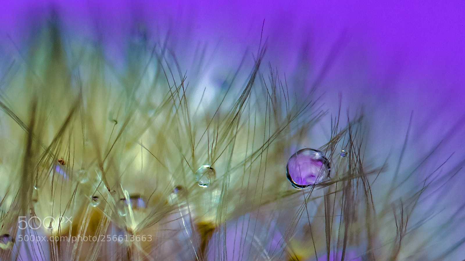 Canon EOS 6D sample photo. Purple rain photography