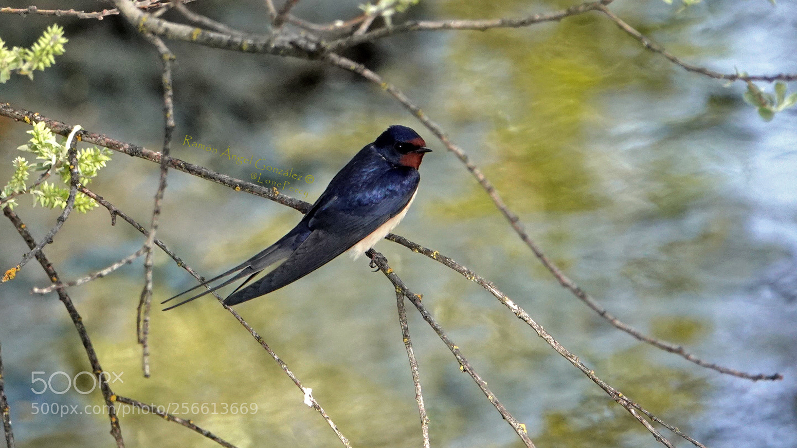 Sony Cyber-shot DSC-RX10 IV sample photo. Barn swallow perched on photography