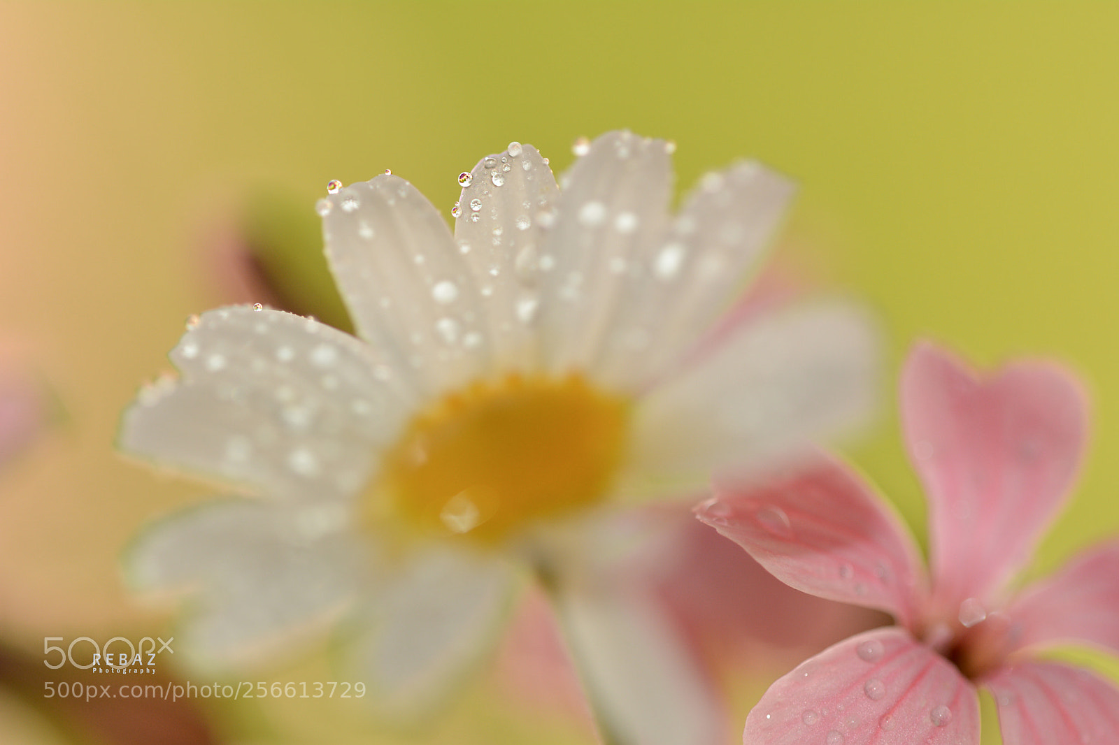 Nikon D7100 sample photo. Untitled photography