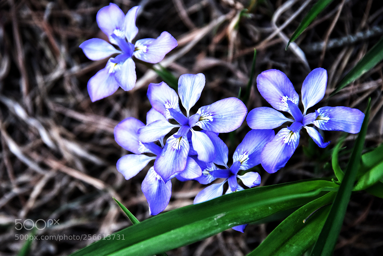 Nikon D810 sample photo. Untitled photography