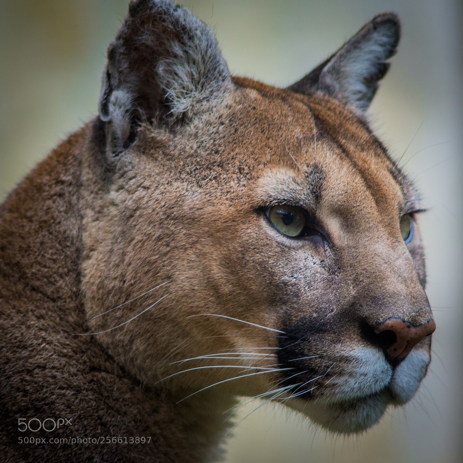 Sony SLT-A77 sample photo. Portrait of a cougar photography