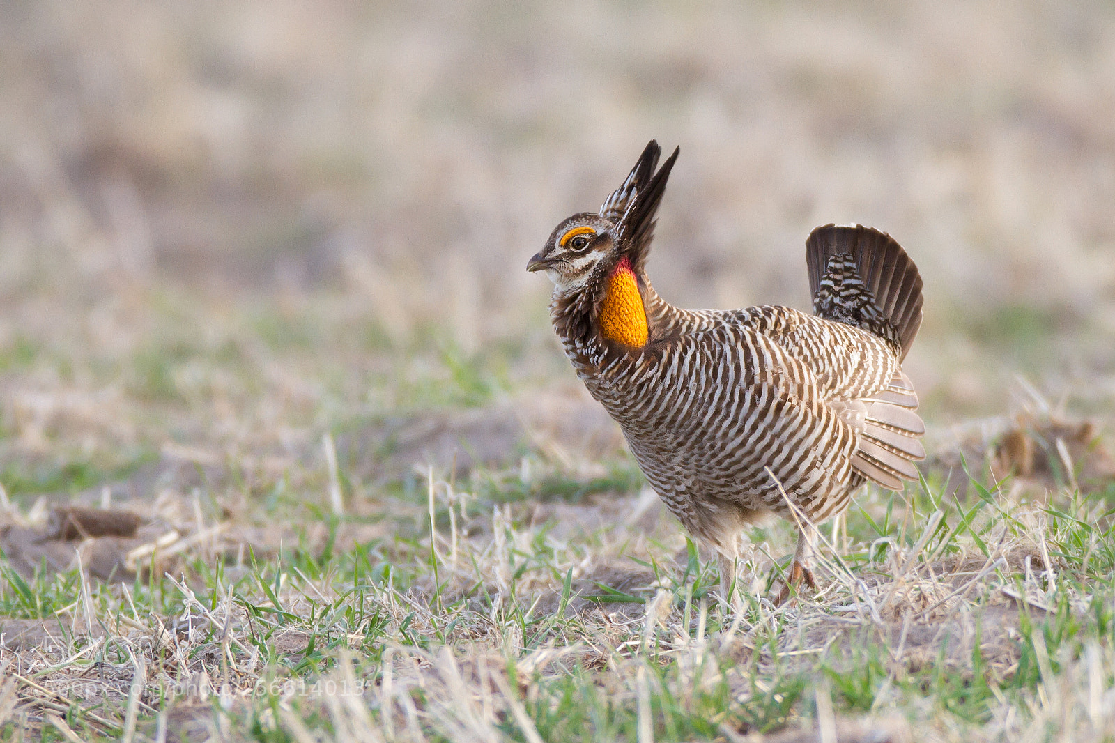 Canon EOS 7D sample photo. Greater prairie chicken photography