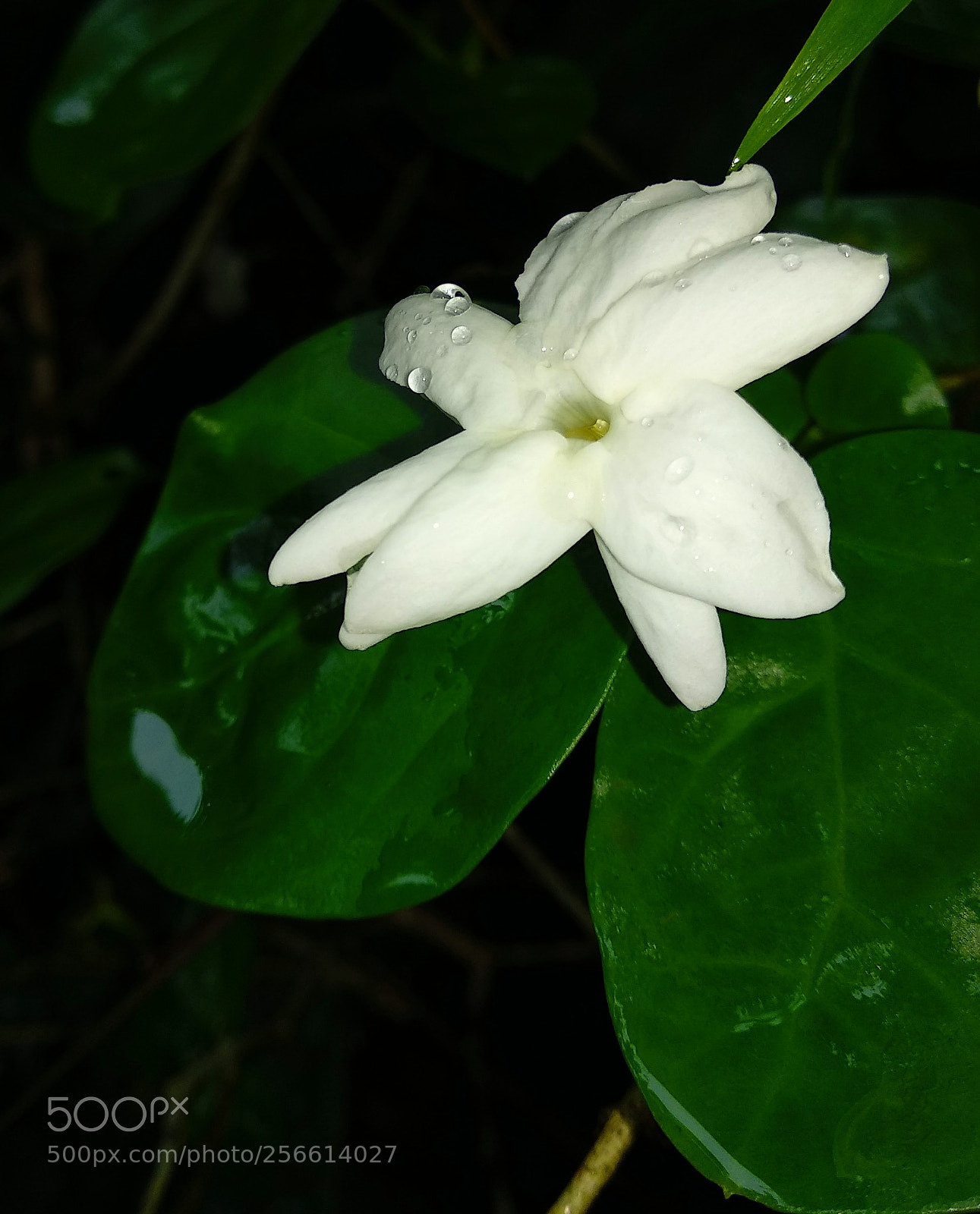 Xiaomi Mi A1 sample photo. Jasmine soaked in the photography