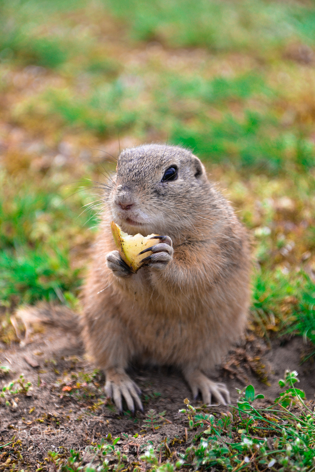 Nikon D3100 sample photo. Tiny ground squirrel photography