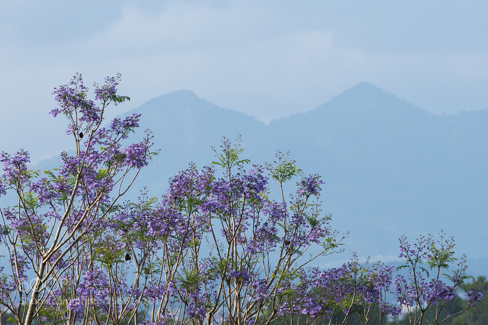 Sony a7 II sample photo. Dalat photography