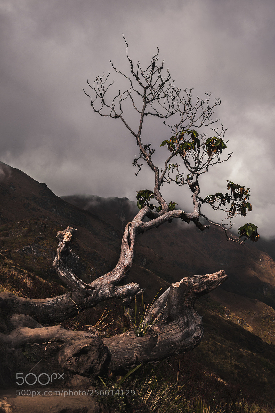 Nikon D3100 sample photo. Encounter with a tree photography