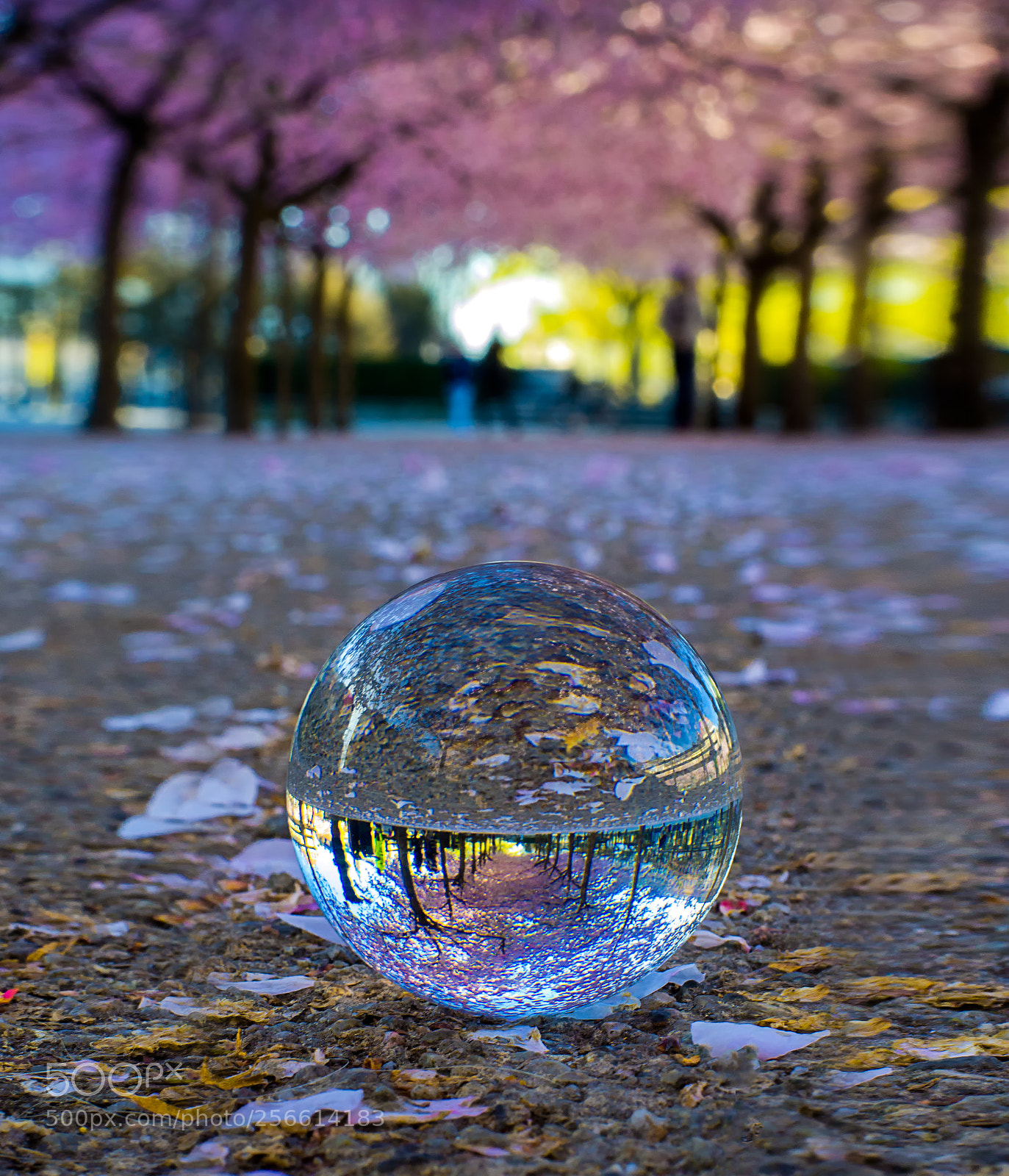 Nikon D5100 sample photo. Magic beauty with a photography