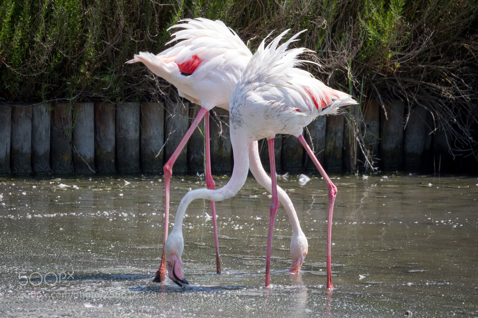 Canon EOS 7D sample photo. Crossing birds photography
