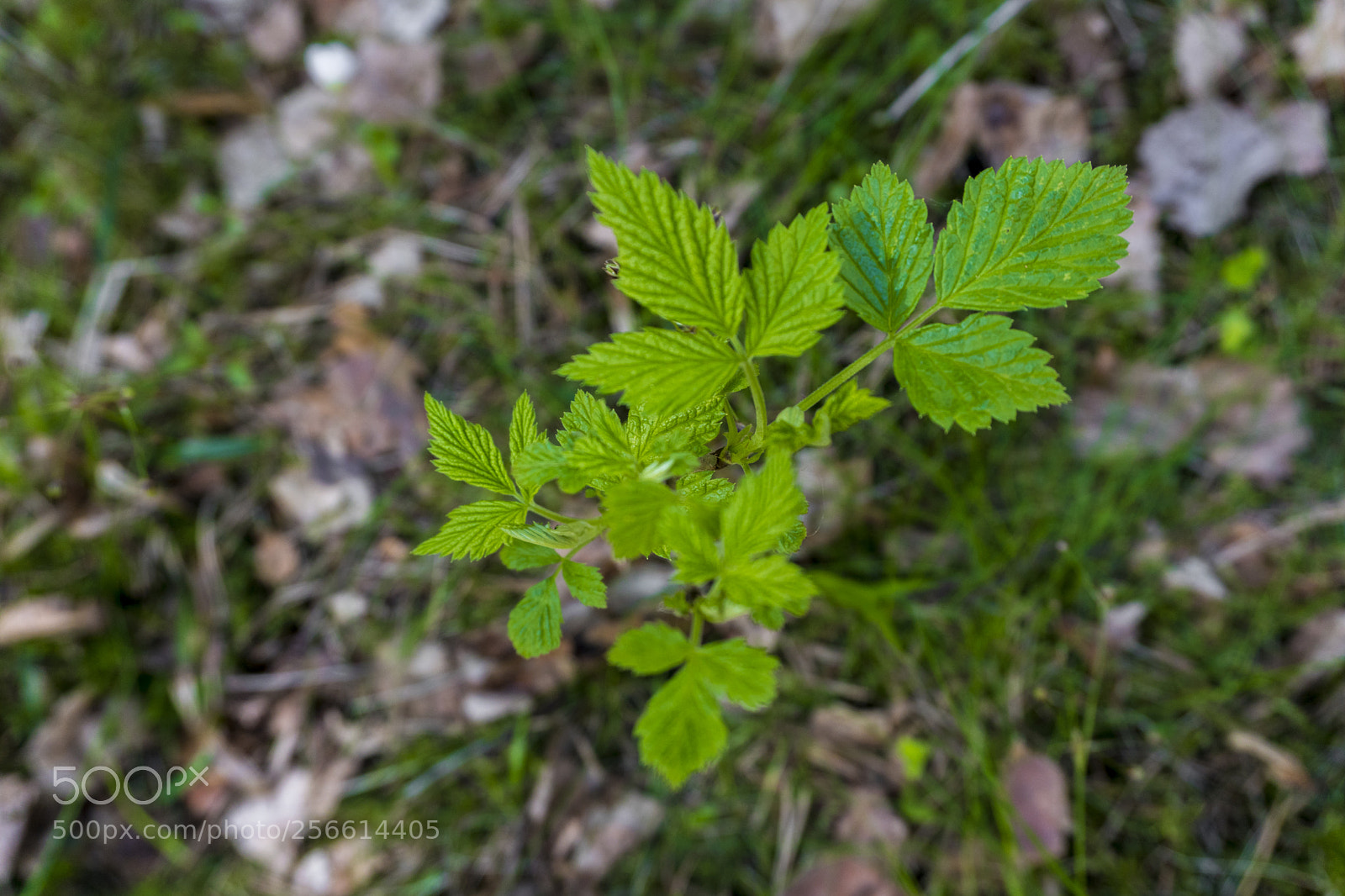 Sony a6300 sample photo. Dsc photography