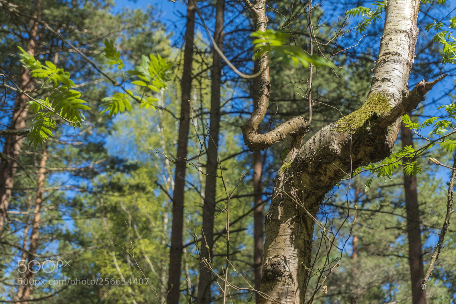 Sony a6300 sample photo. Dsc photography