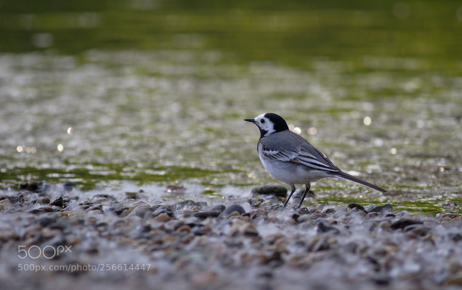 Canon EOS 7D sample photo. Motacilla alba photography