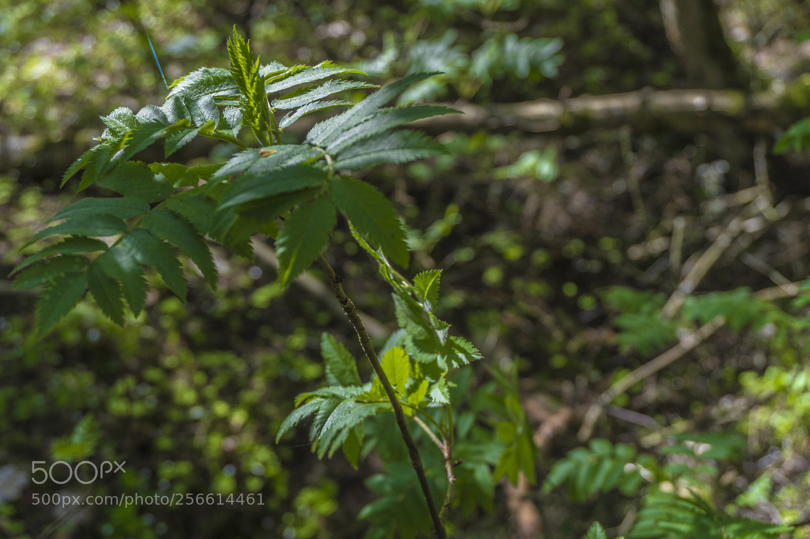 Sony a6300 sample photo. Dsc photography
