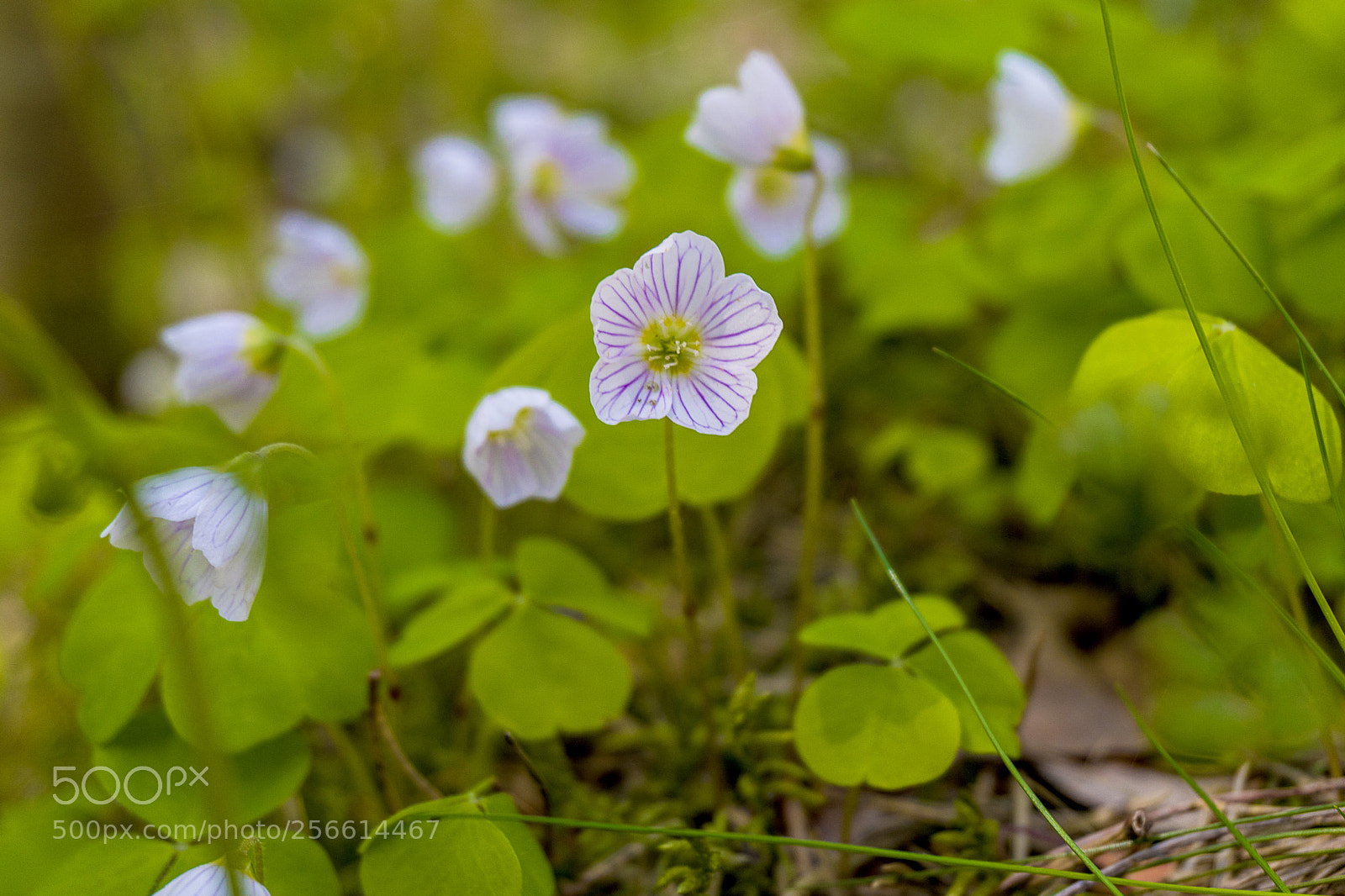 Sony a6300 sample photo. Dsc photography