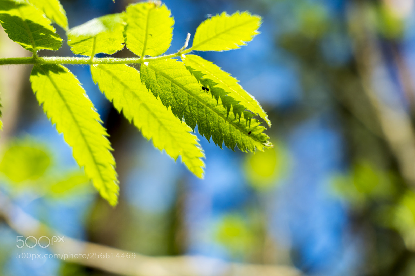 Sony a6300 sample photo. Dsc photography